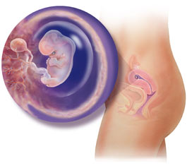 Picture of Fetus at 8 weeks
